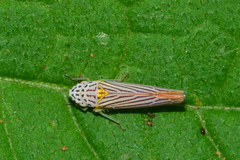Graphocephala aurora