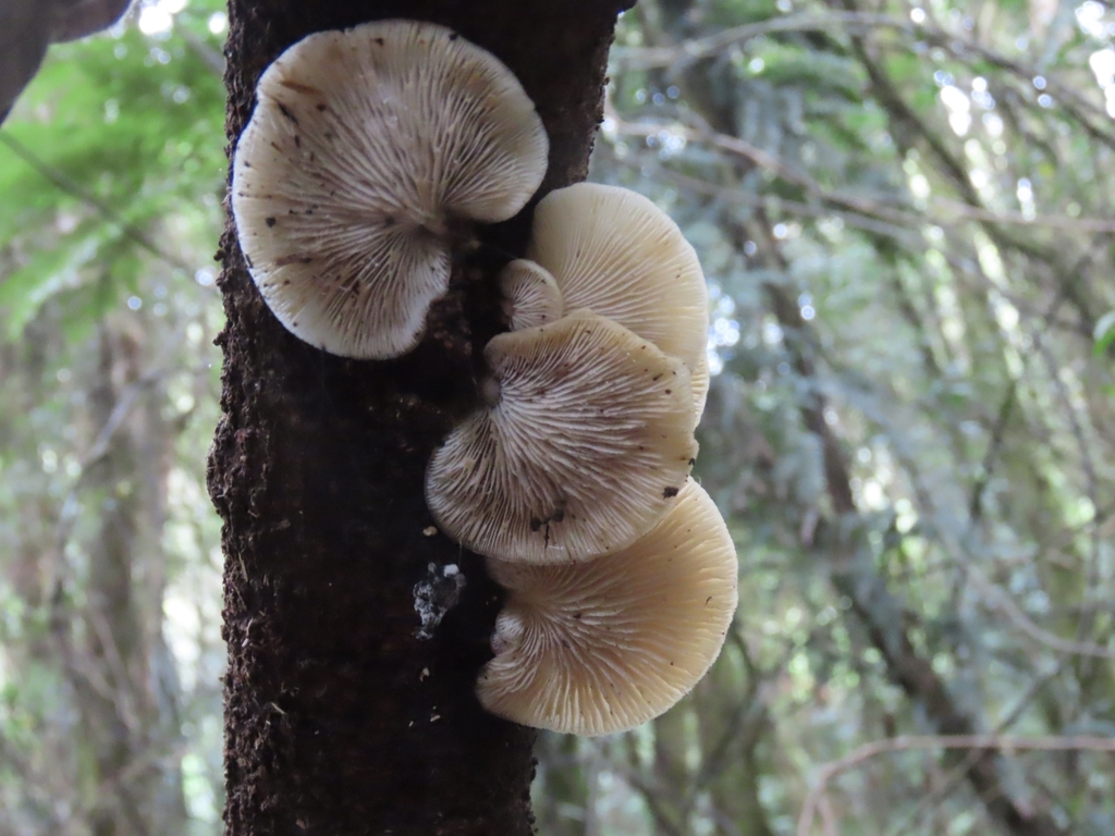 Conchomyces bursiformis · April 2025 · photo: © rempson (iNaturalist, cc-by)