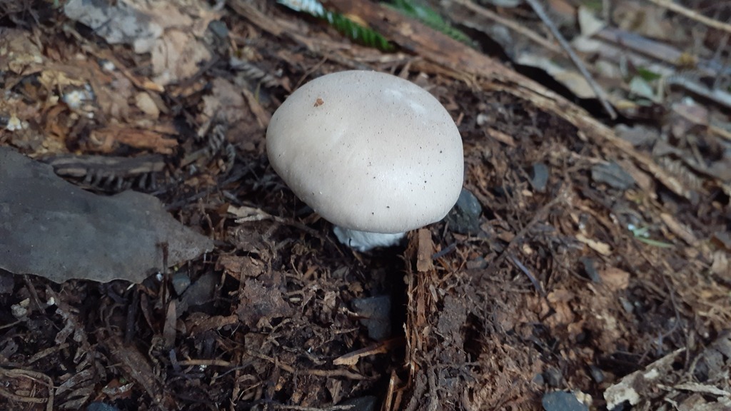 Clitocybe nebularis · April 2025 · photo: © aardvark04 (iNaturalist, cc0)