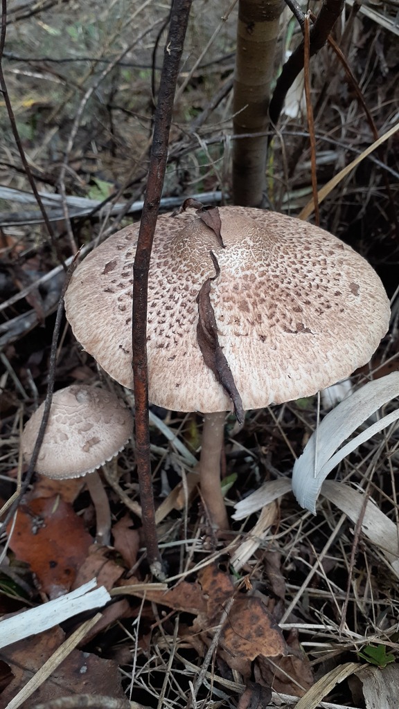Macrolepiota clelandii · April 2025 · photo: © aardvark04 (iNaturalist, cc0)