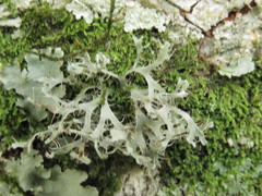 Leucodermia guzmaniana