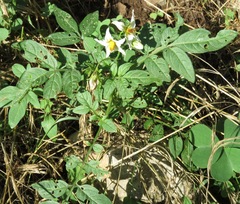 Solanum jamesii