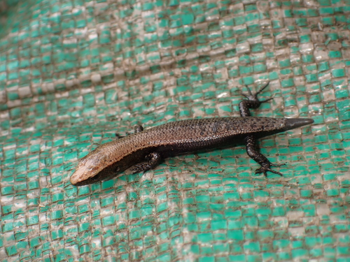 Speckled Leaf-litter Skink, Caledoniscincus atropunctatus