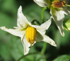 Solanum jamesii