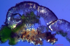 Micarea denigrata
