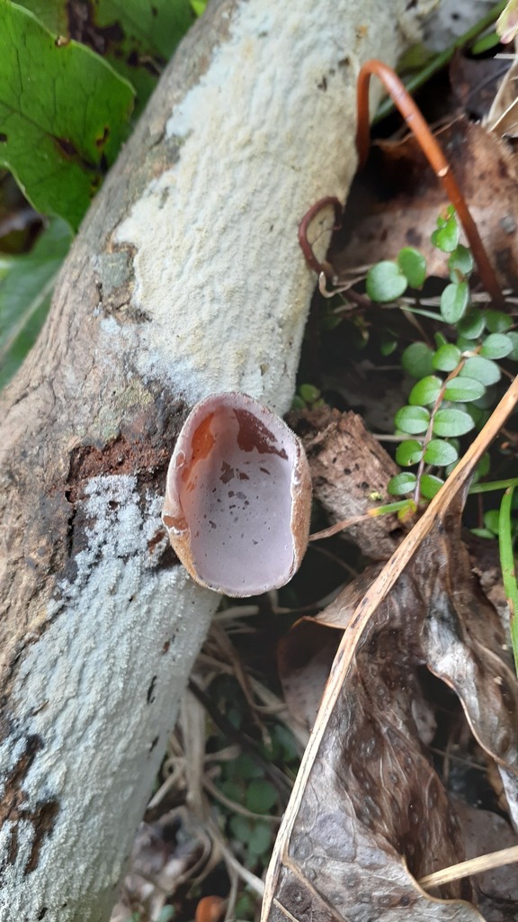 Auricularia cornea · April 2025 · photo: © aardvark04 (iNaturalist, cc0)