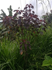 Euphorbia cotinifolia