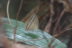 Mycalesis orseis