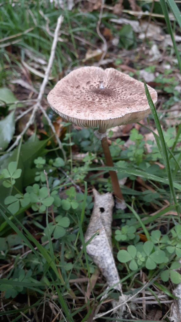 Macrolepiota clelandii · April 2025 · photo: © aardvark04 (iNaturalist, cc0)