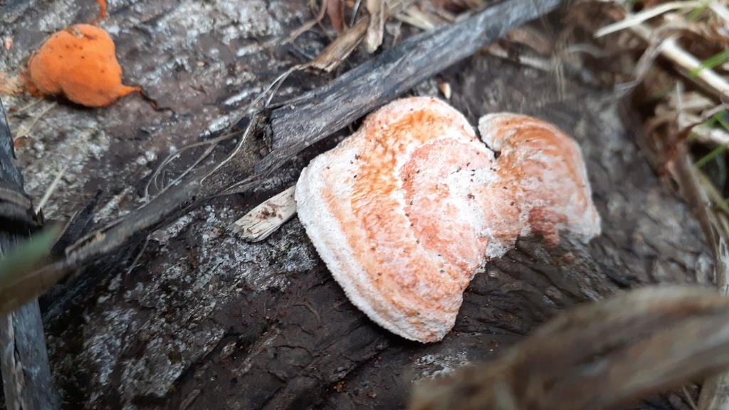 Trametes coccinea · April 2025 · photo: © aardvark04 (iNaturalist, cc0)