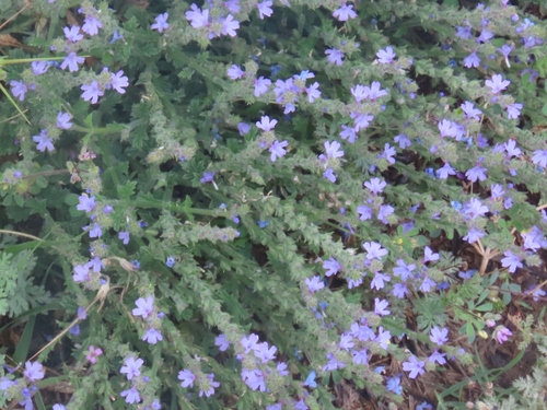 Verbena plicata
