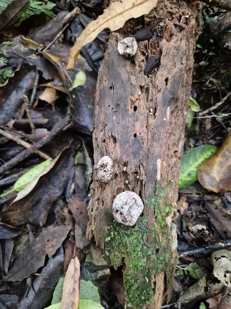 Lycoperdon compactum · April 2025 · photo: © rempson (iNaturalist, cc-by)