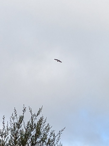 Asio flammeus observed 2025-04-25