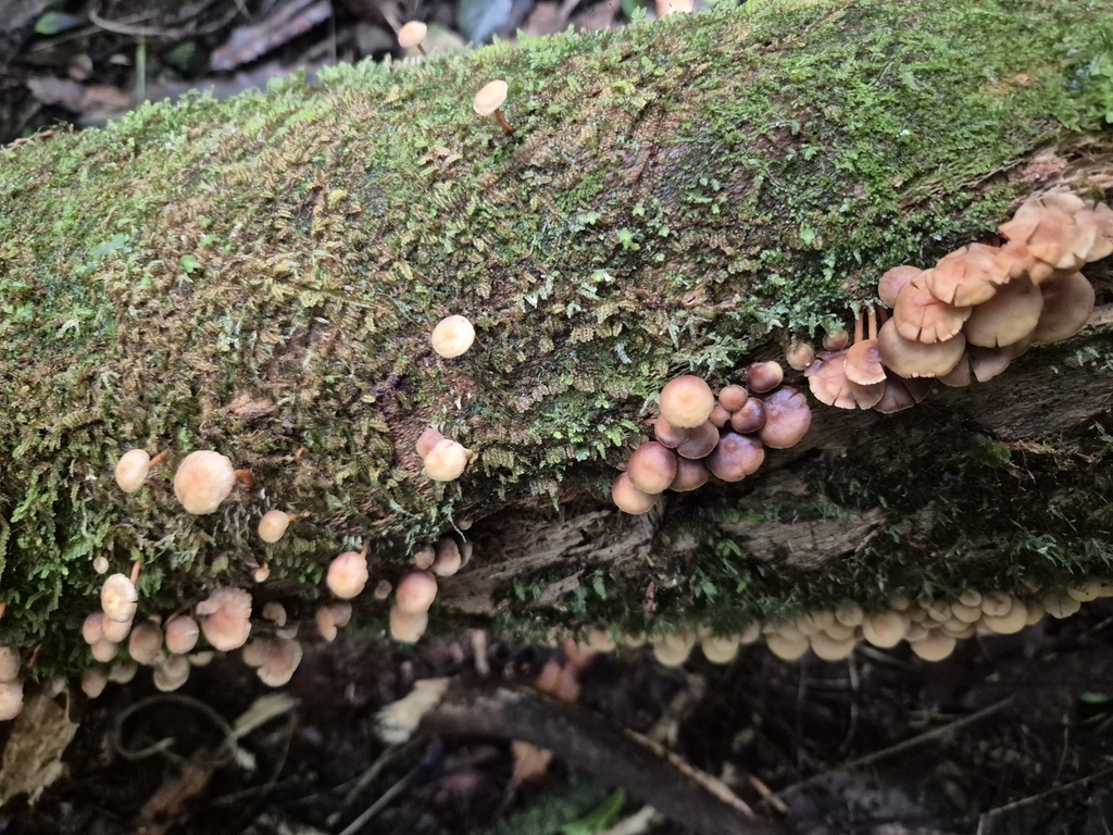 Hypholoma acutum · April 2025 · photo: © rempson (iNaturalist, cc-by)