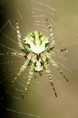 Cryptaranea atrihastula