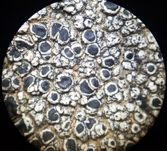Lecanora gangaleoides