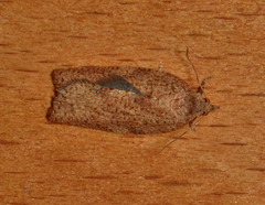 Meritastis laganodes