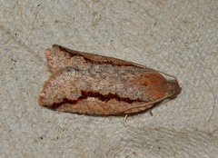 Meritastis