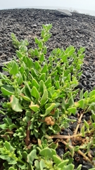 Patellifolia procumbens image