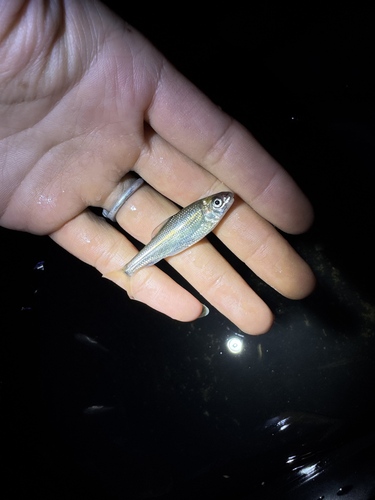 Gerlach's scraping carp (Onychostoma gerlachi) — Cyprinidae