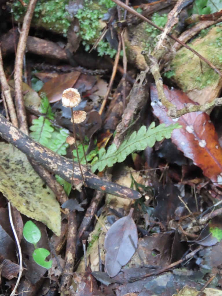 Crinipellis procera · April 2025 · photo: © rempson (iNaturalist, cc-by)