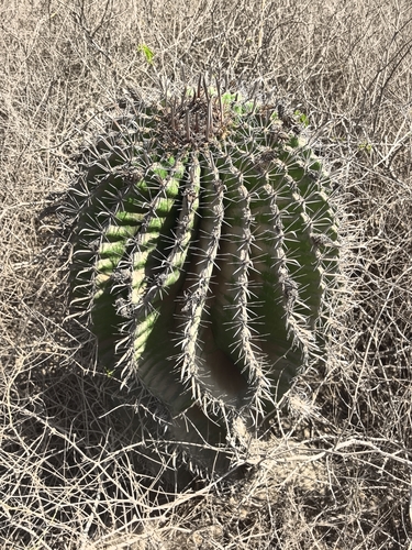 Image of Ferocactus herrerae by no rights reserved