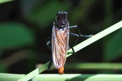 Archilestris magnificus