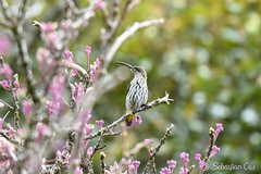 Whitehead's Spiderhunter photo 2