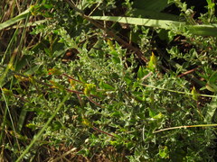 Cistus ocymoides, photograph Duarte Frade, CC BY, iNaturalist via GBIF