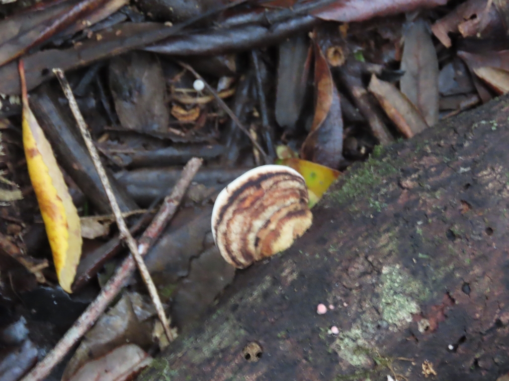 Neofomitella hemitephra · April 2025 · photo: © rempson (iNaturalist, cc-by)