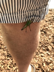 Orchelimum pulchellum