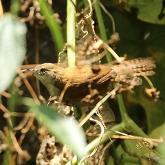 Cantorchilus leucotis
