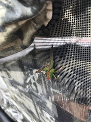 Orchelimum pulchellum