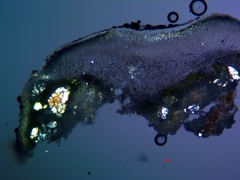 Lecanora gangaleoides