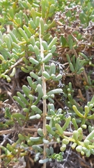 Tetraena fontanesii image