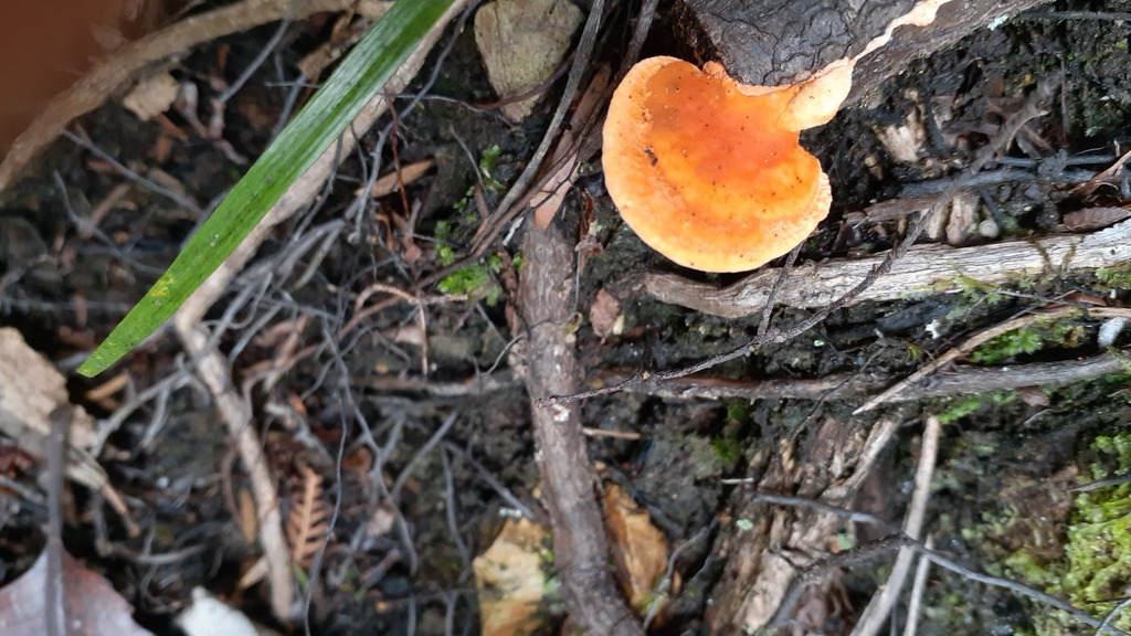 Trametes coccinea · April 2025 · photo: © aardvark04 (iNaturalist, cc0)