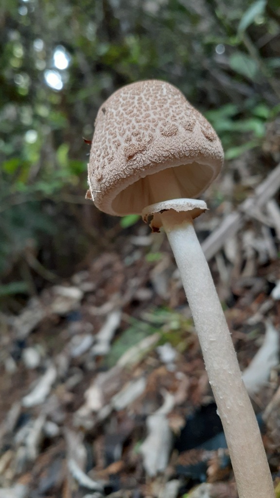 Macrolepiota clelandii · April 2025 · photo: © aardvark04 (iNaturalist, cc0)