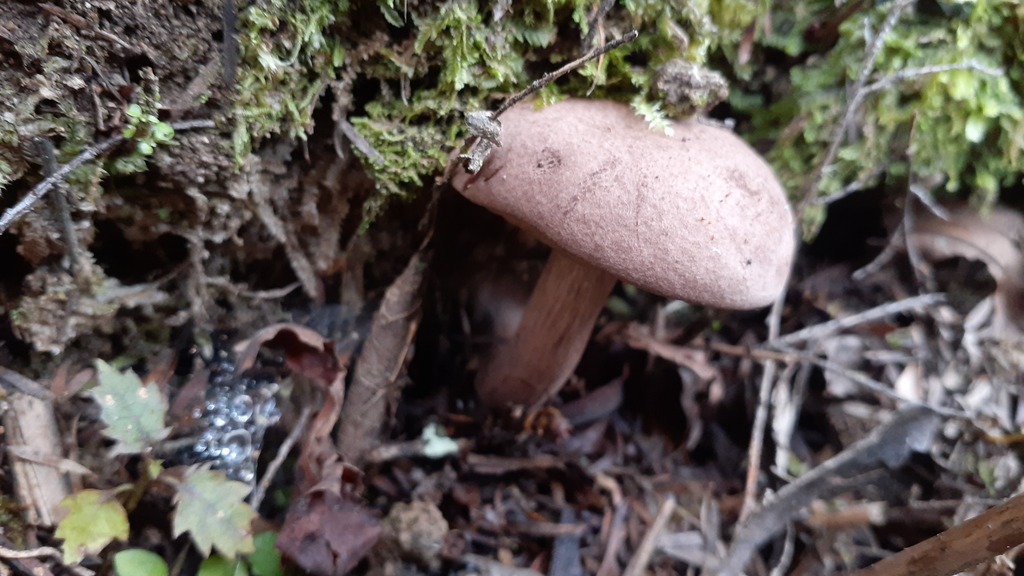 Tylopilus brunneus · April 2025 · photo: © aardvark04 (iNaturalist, cc0)
