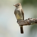 Northern Tropical Pewee - Photo (c) Guillermo O., some rights reserved (CC BY-NC), uploaded by Guillermo O.