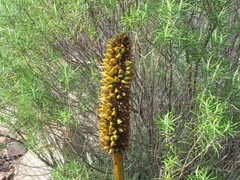Xanthorrhoea quadrangulata