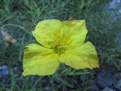 Calylophus