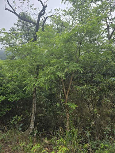 Gleditsia fera observed 2025-04-26
