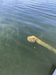 Pectinatella magnifica