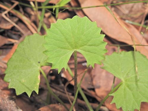Centella asiatica