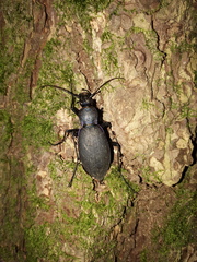 Carabus jankowskii