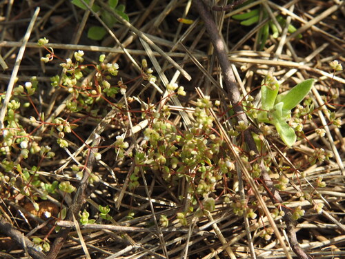 Allseed (Radiola linoides)