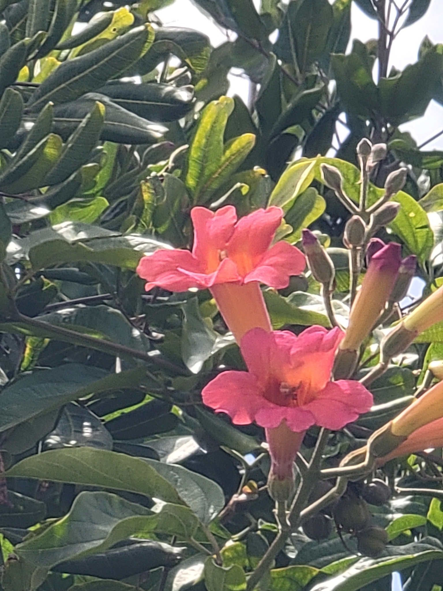 Imagem de Trombeta-chinesa