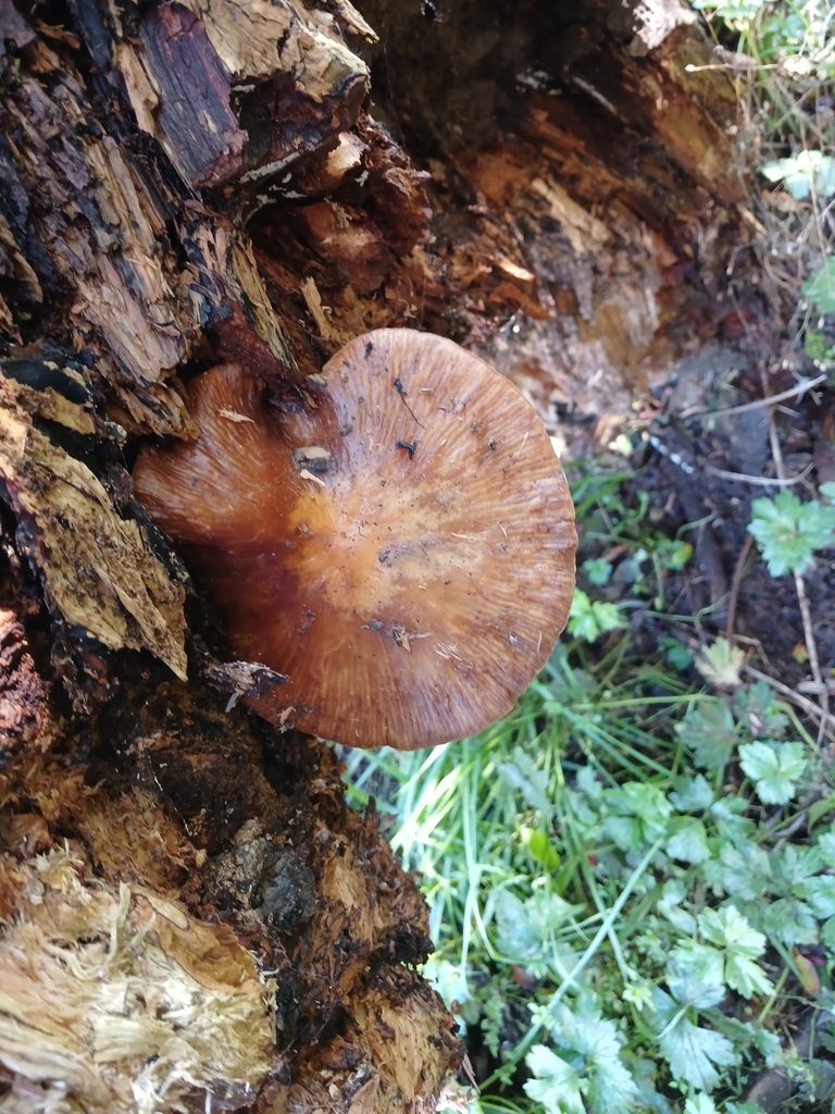 Armillaria novae-zelandiae · April 2025 · photo: © ecoman (iNaturalist, cc-by)