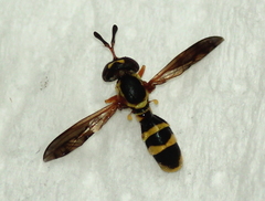 Mixogaster breviventris