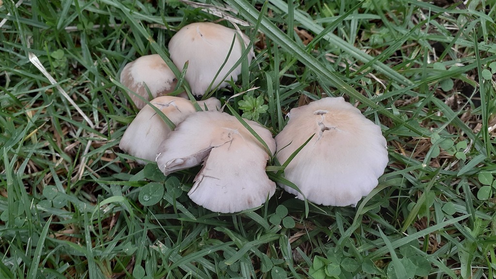 Candolleomyces candolleanus · April 2025 · photo: © aardvark04 (iNaturalist, cc0)